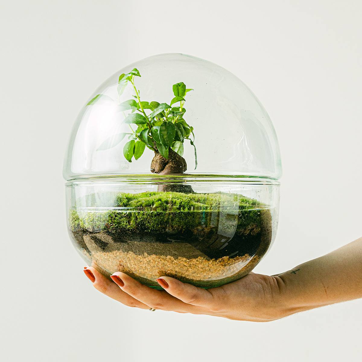 Terrarium Oasis mini picture 2