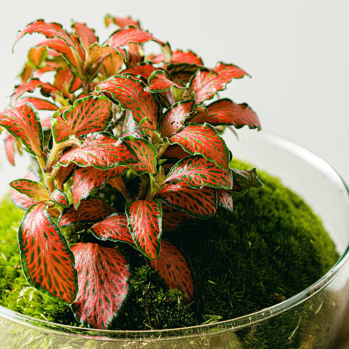 Terrariumbubbla picture 3