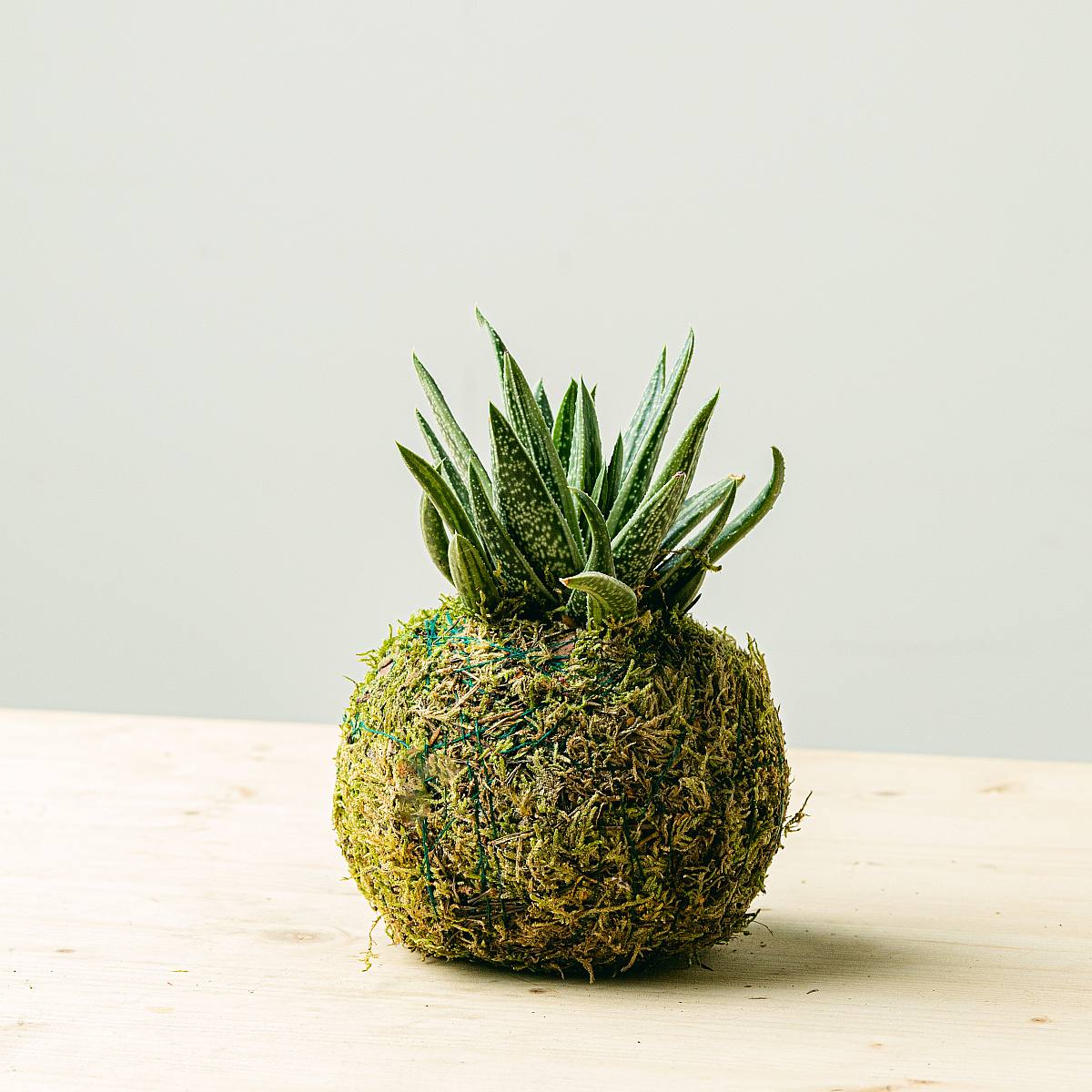 Haworthia Kokedama picture 1