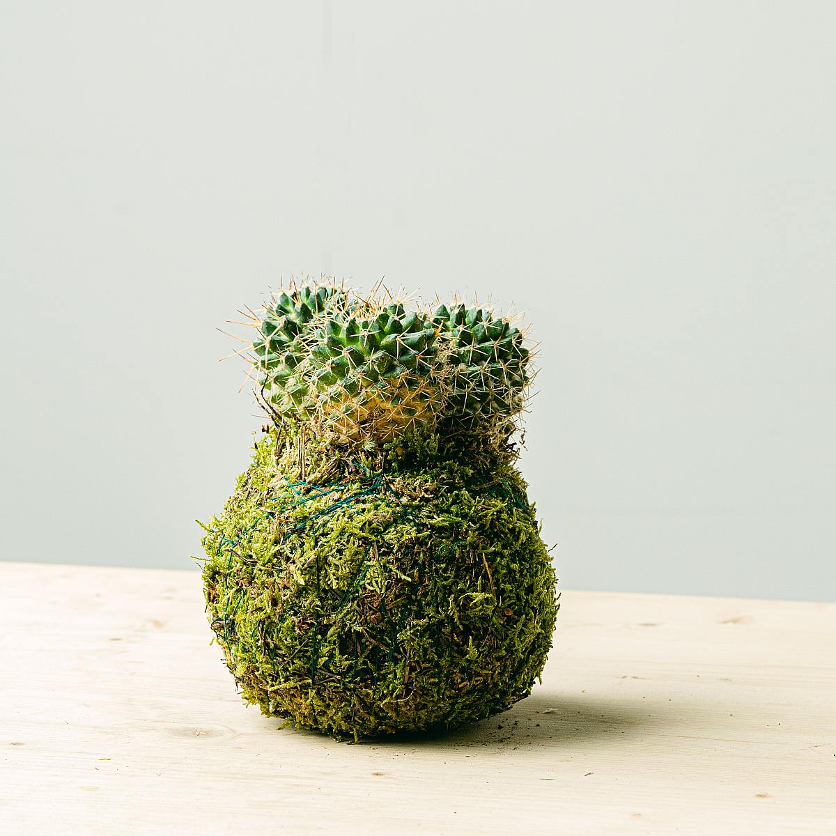Kaktus Kokedama picture 1