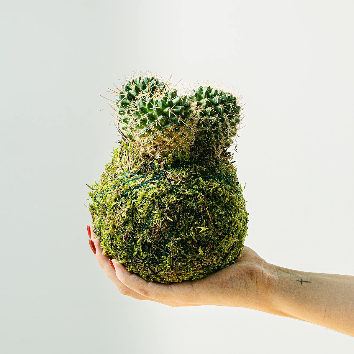 Kaktus Kokedama picture 2
