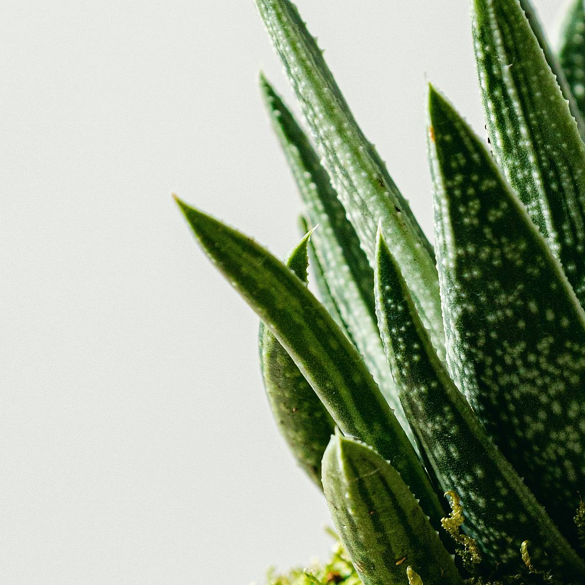 Haworthia Kokedama picture 3