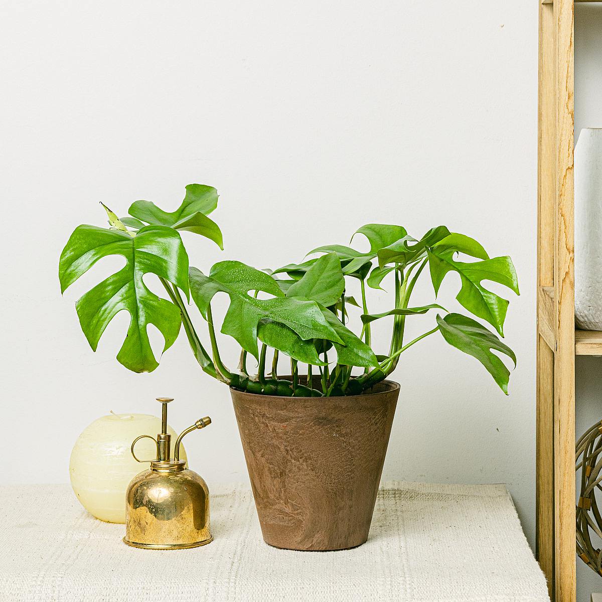 Monstera minima picture 2