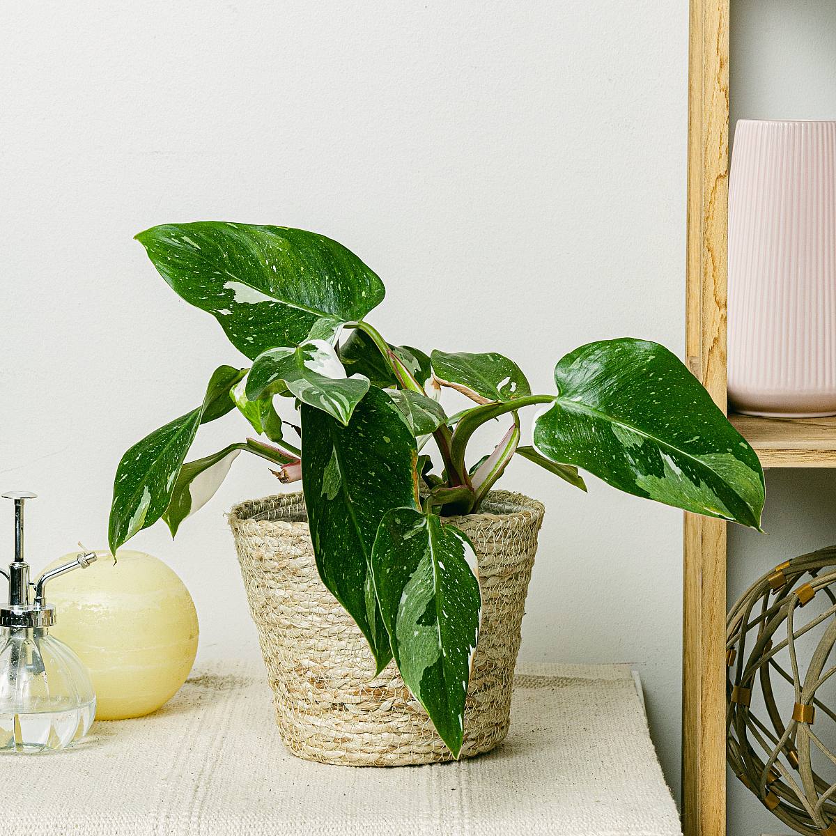philodendron etymology Philodendron × mandaianum – Erubescens × Hastatum Hybrid main image 0