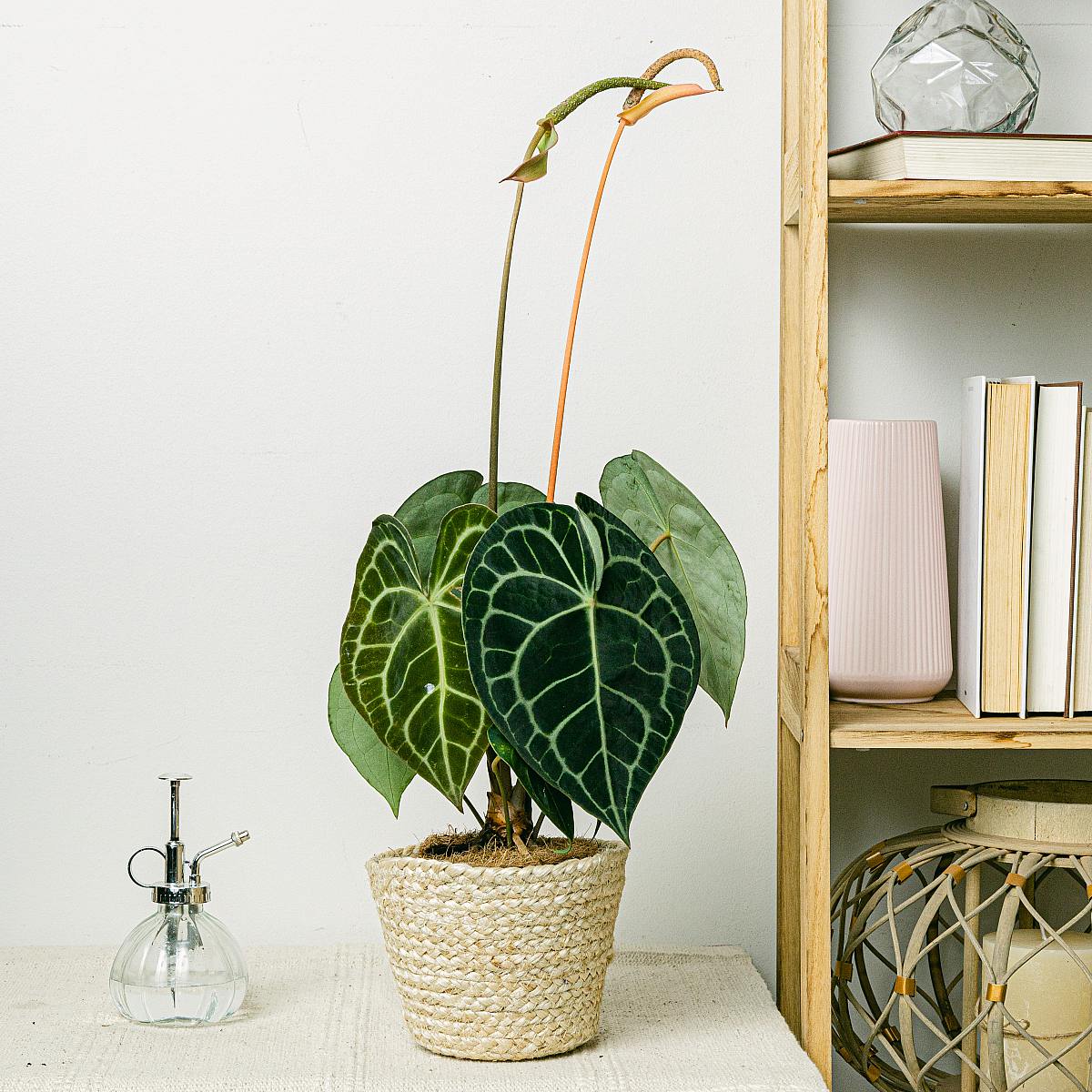 Anthurium clarinervium picture 1