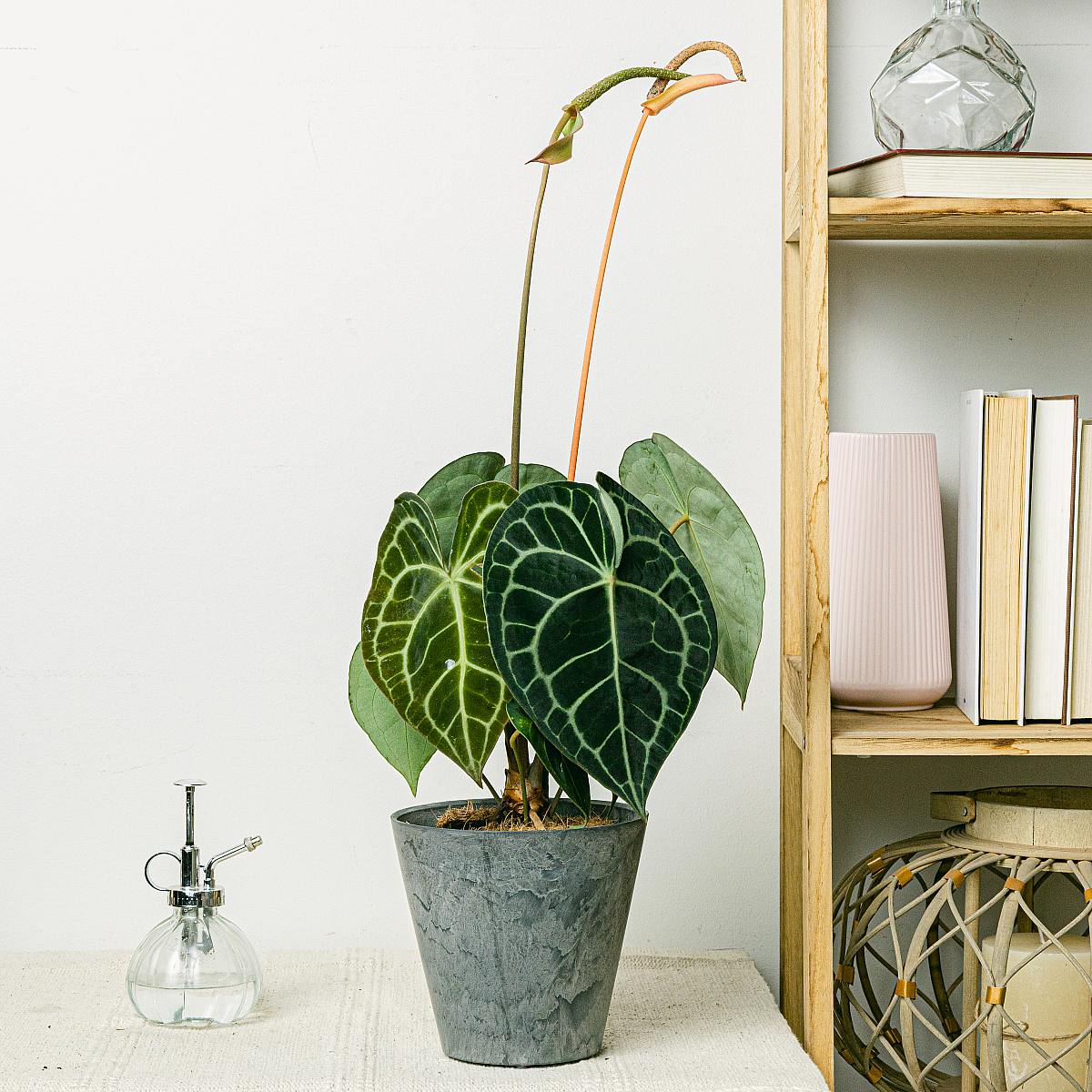 Anthurium clarinervium picture 2