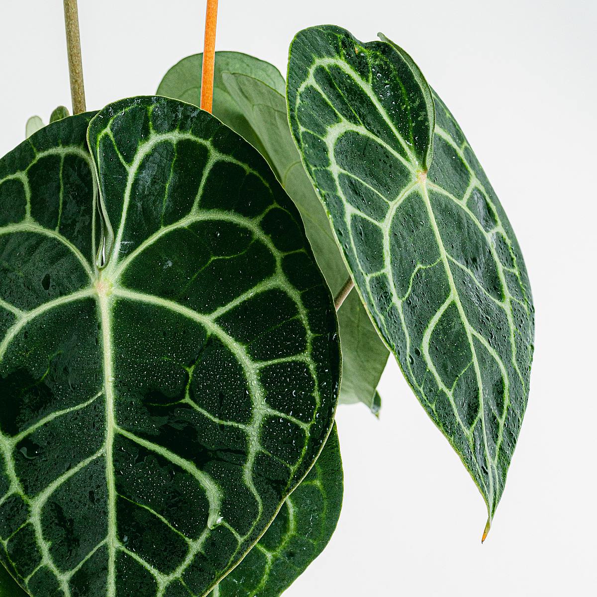 Anthurium clarinervium picture 3