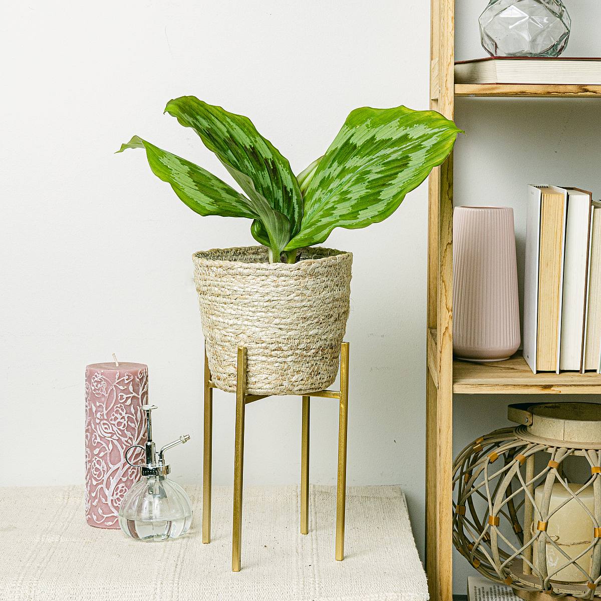 Kaempferia Fantaskní páv Shazam picture 1