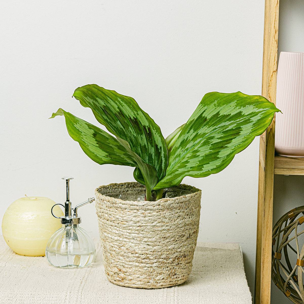 Kaempferia Fantaskní páv Shazam picture 2