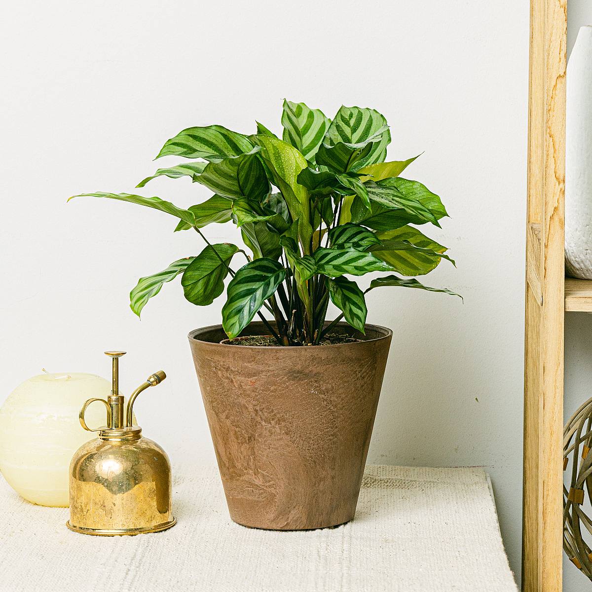 Calathea freddie picture 2