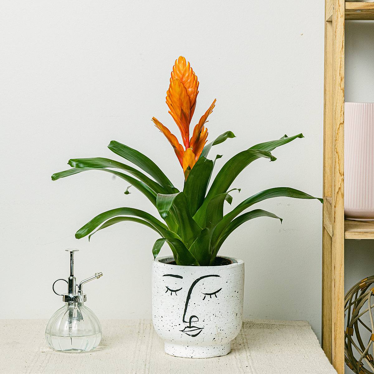 Vriesea Intense Orange picture 0