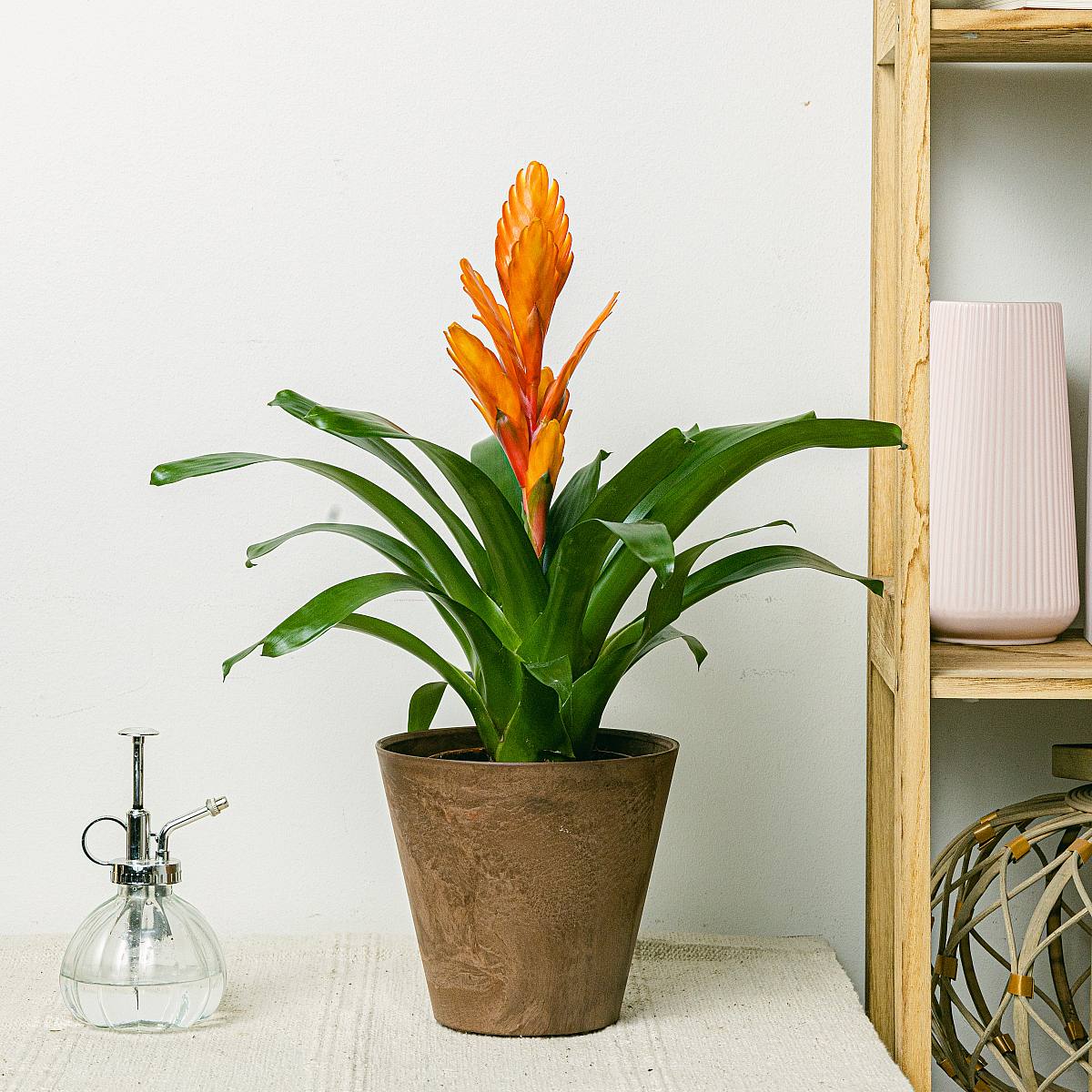 Vriesea Intense Orange picture 2