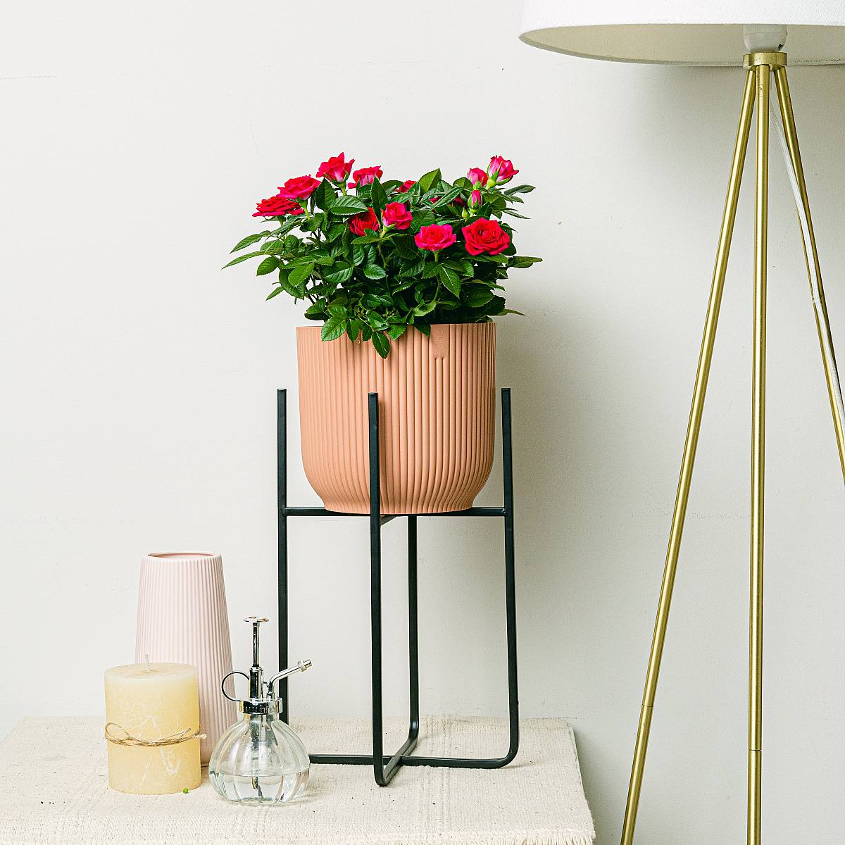 Rosa Jewel Patio Paars - Valentijnsdag picture 2