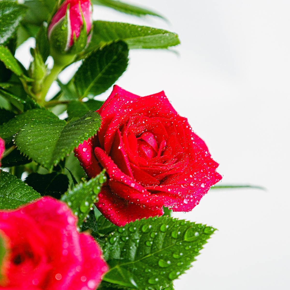 Rosa Jewel Patio Paars - Valentijnsdag picture 3