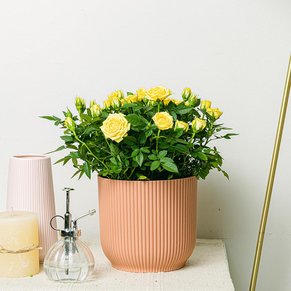 Rosa Jewel Patio Verbazingwekkend picture 0