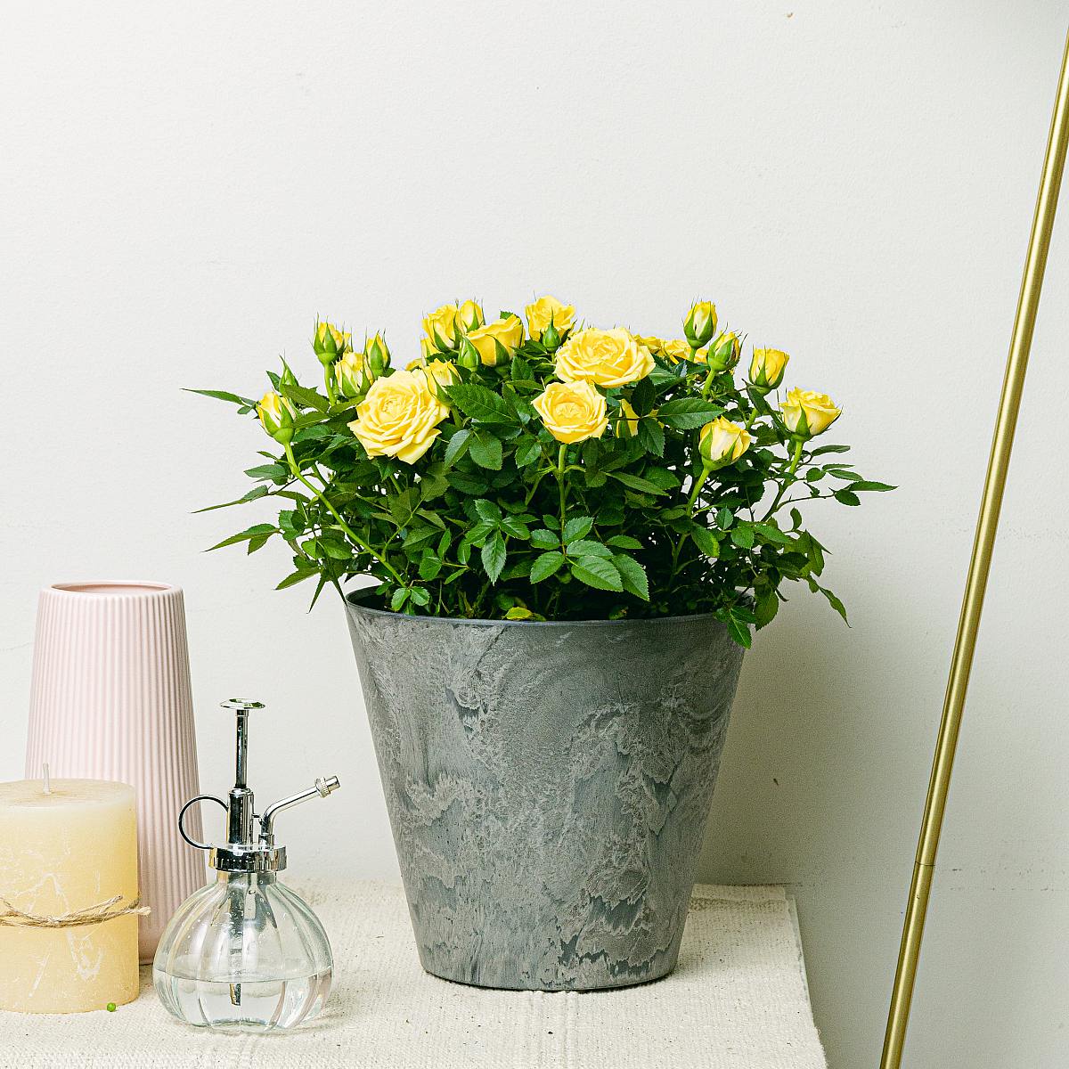 Rosa Jewel Patio Verbazingwekkend picture 1