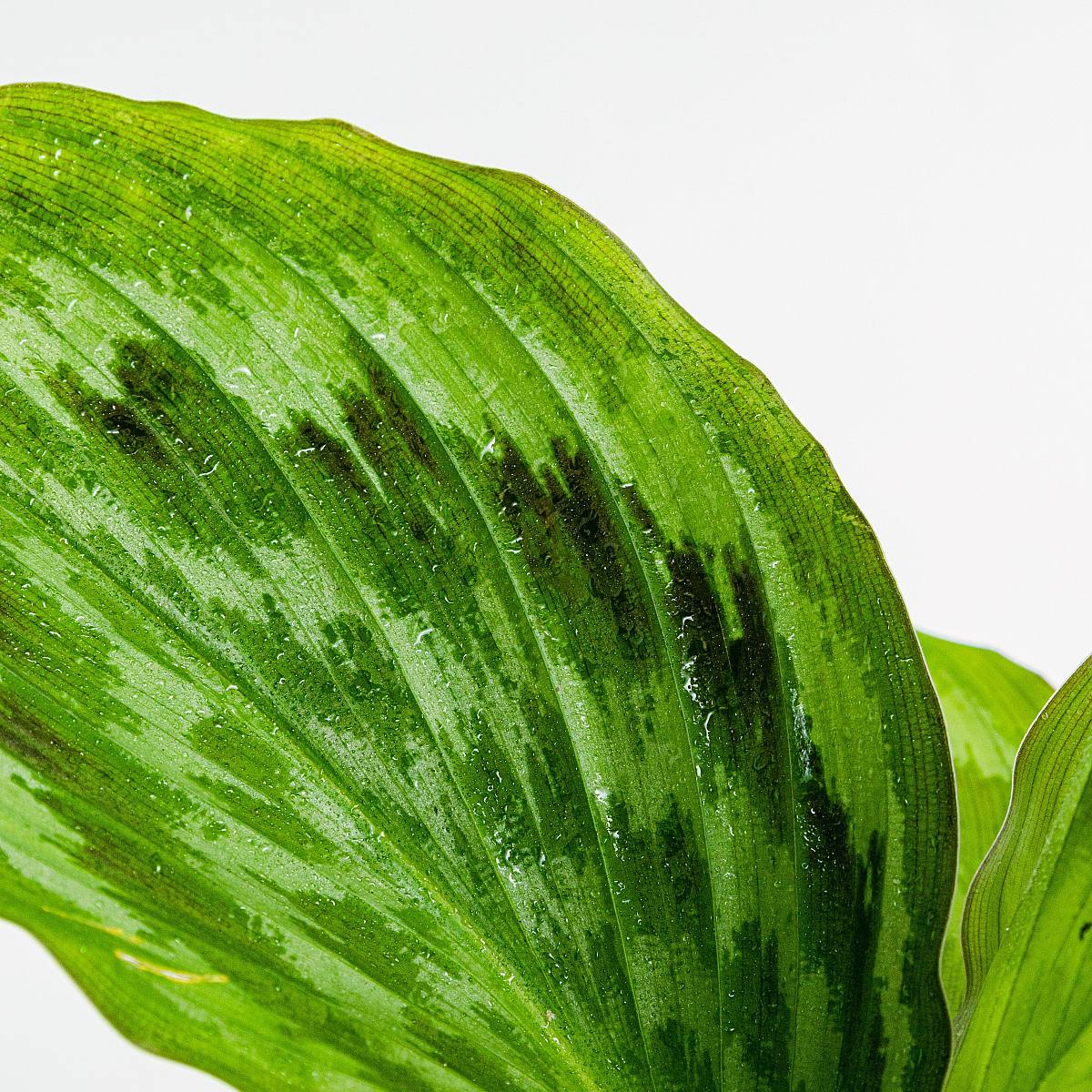 Kaempferia Fantaskní páv Shazam picture 3