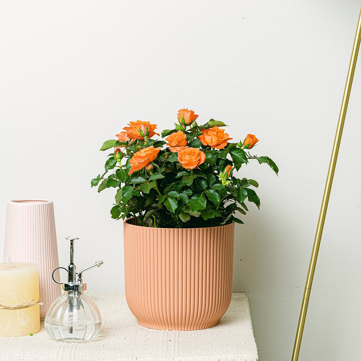 Rosa Jewel Patio Oranje picture 0