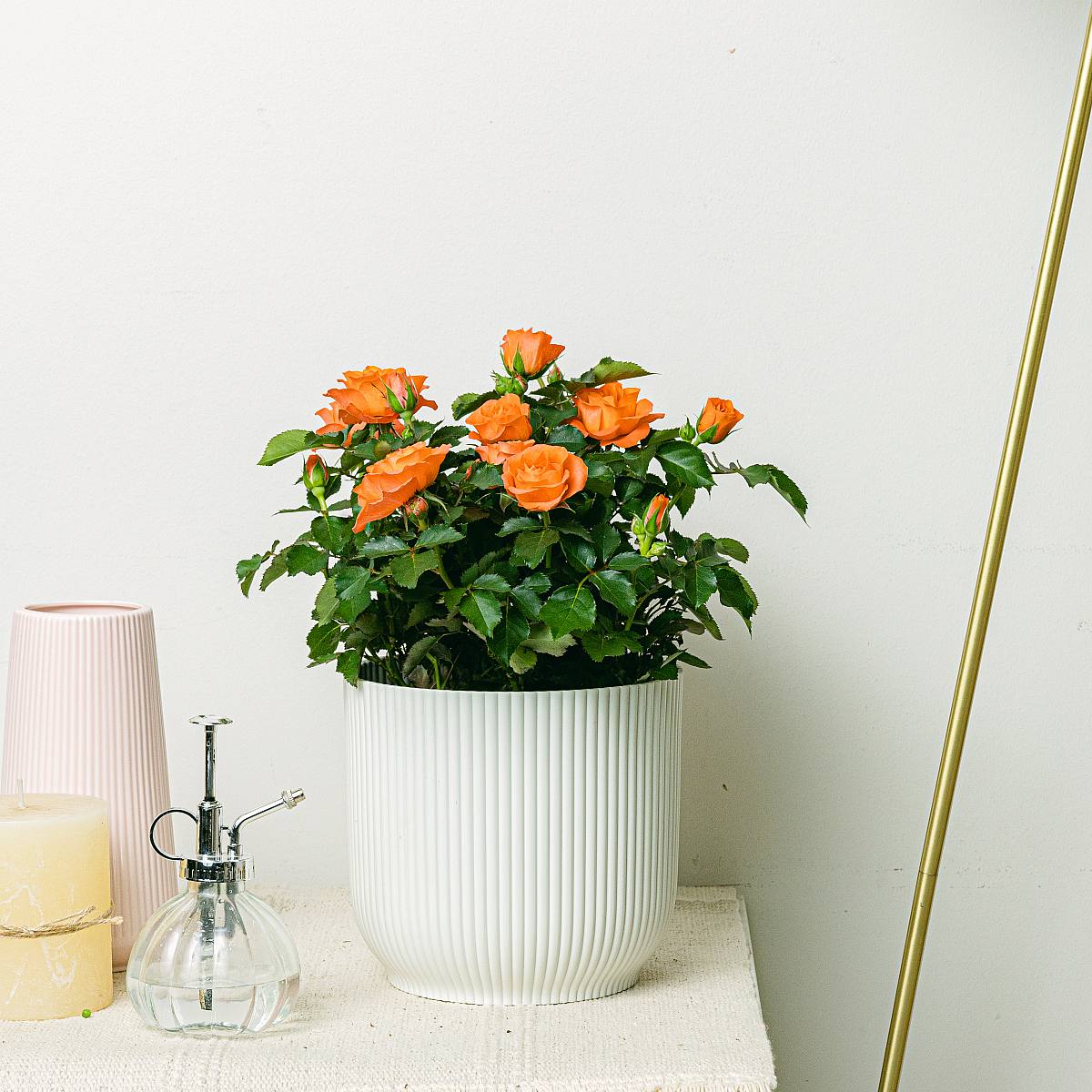 Rosa Jewel Patio Oranje picture 1