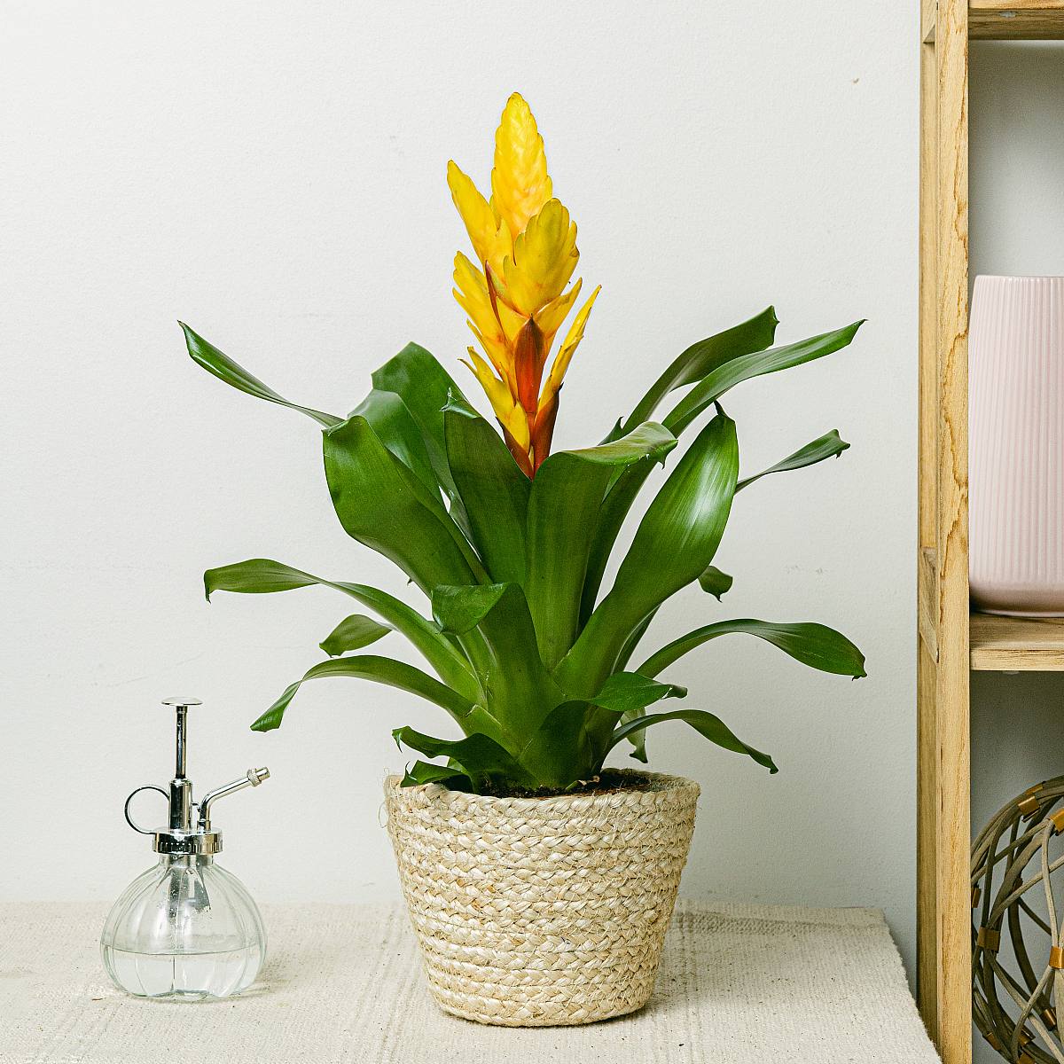 Vriesea Intenso Gul picture 0