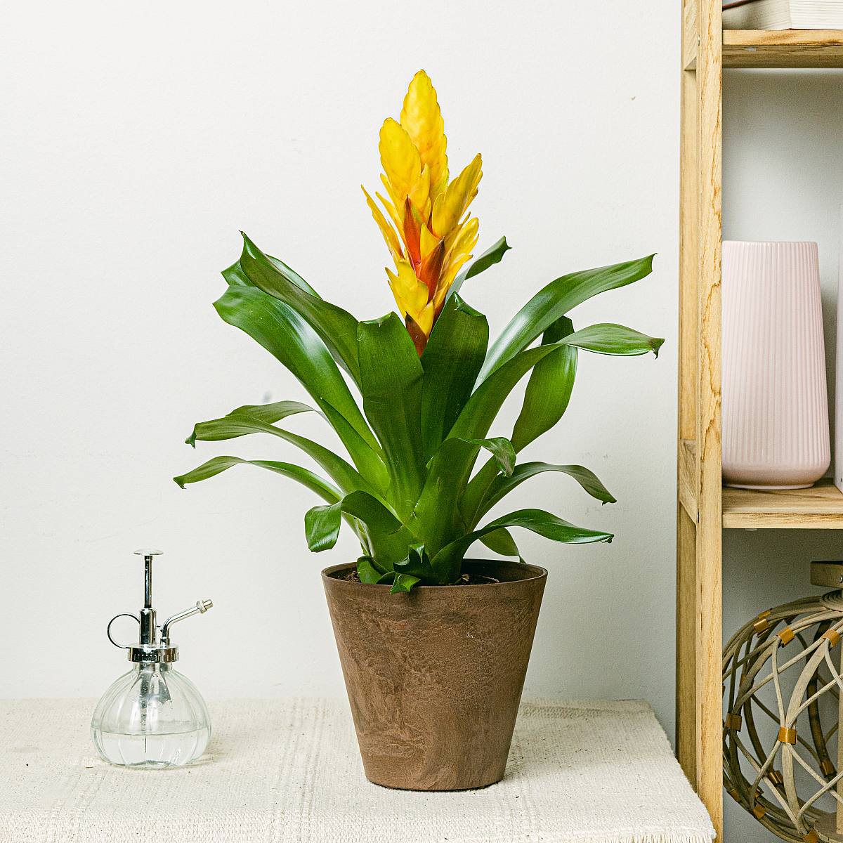 Vriesea Intenso Gul picture 2