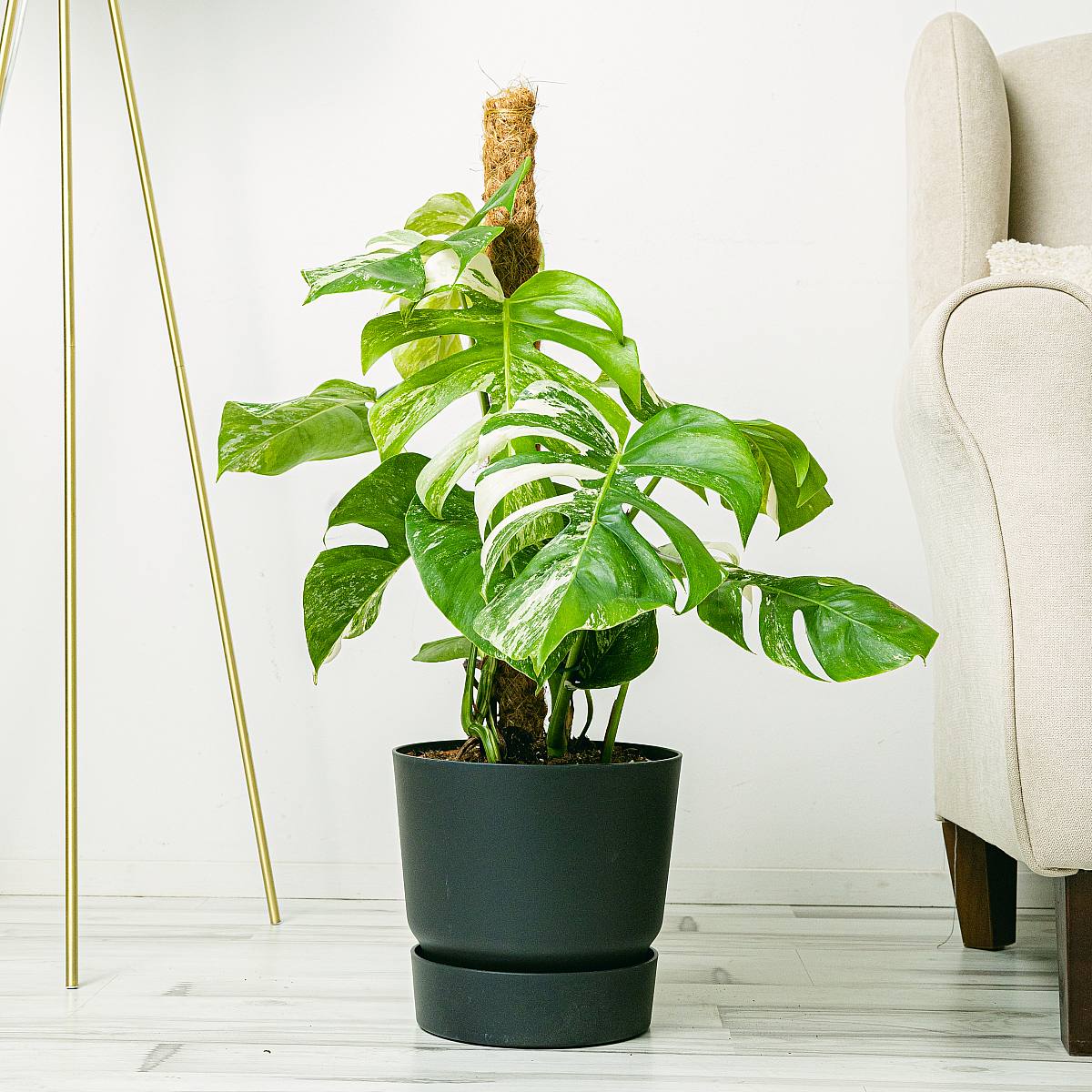 Монстера вариегатная picture 1