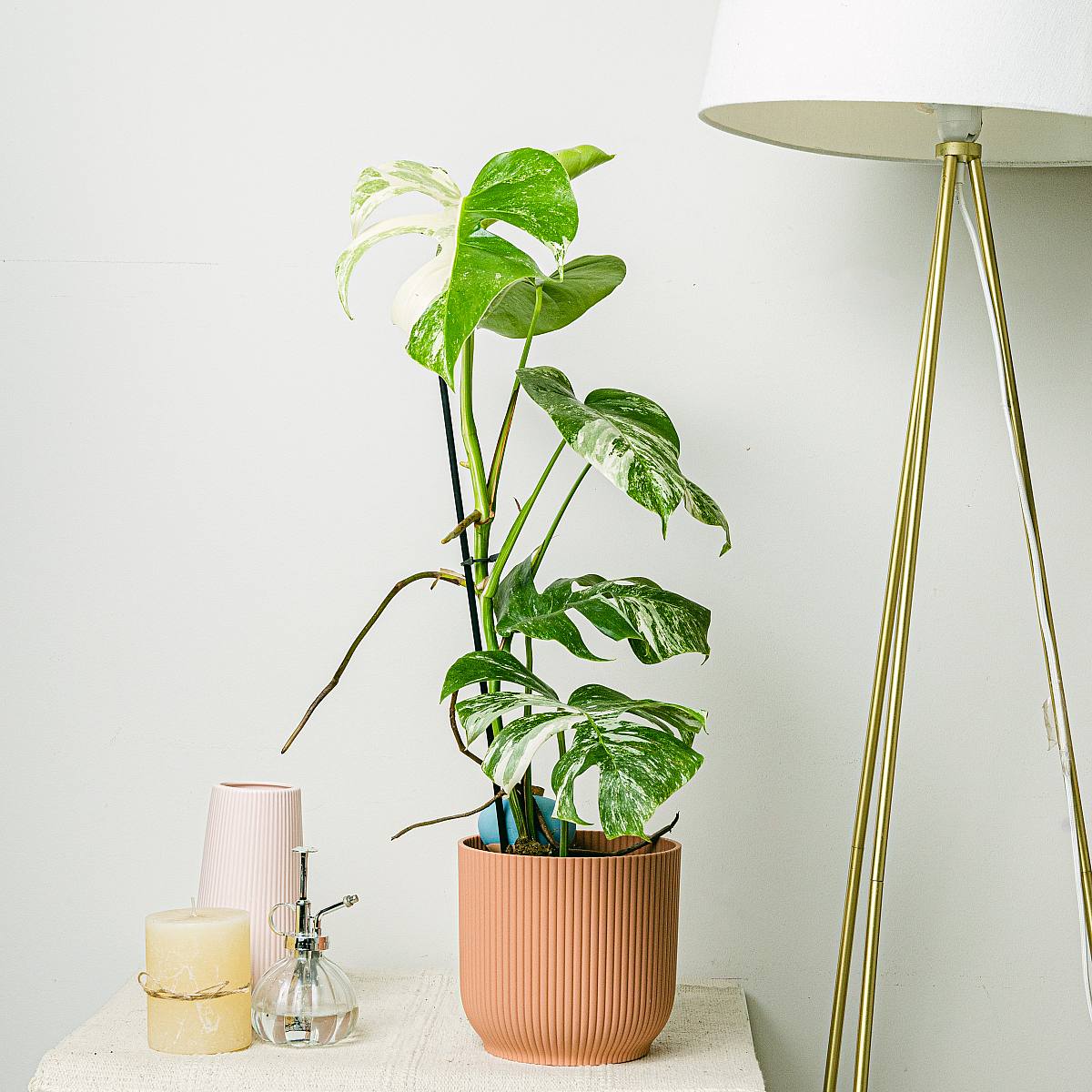 Monstera Variegata picture 1