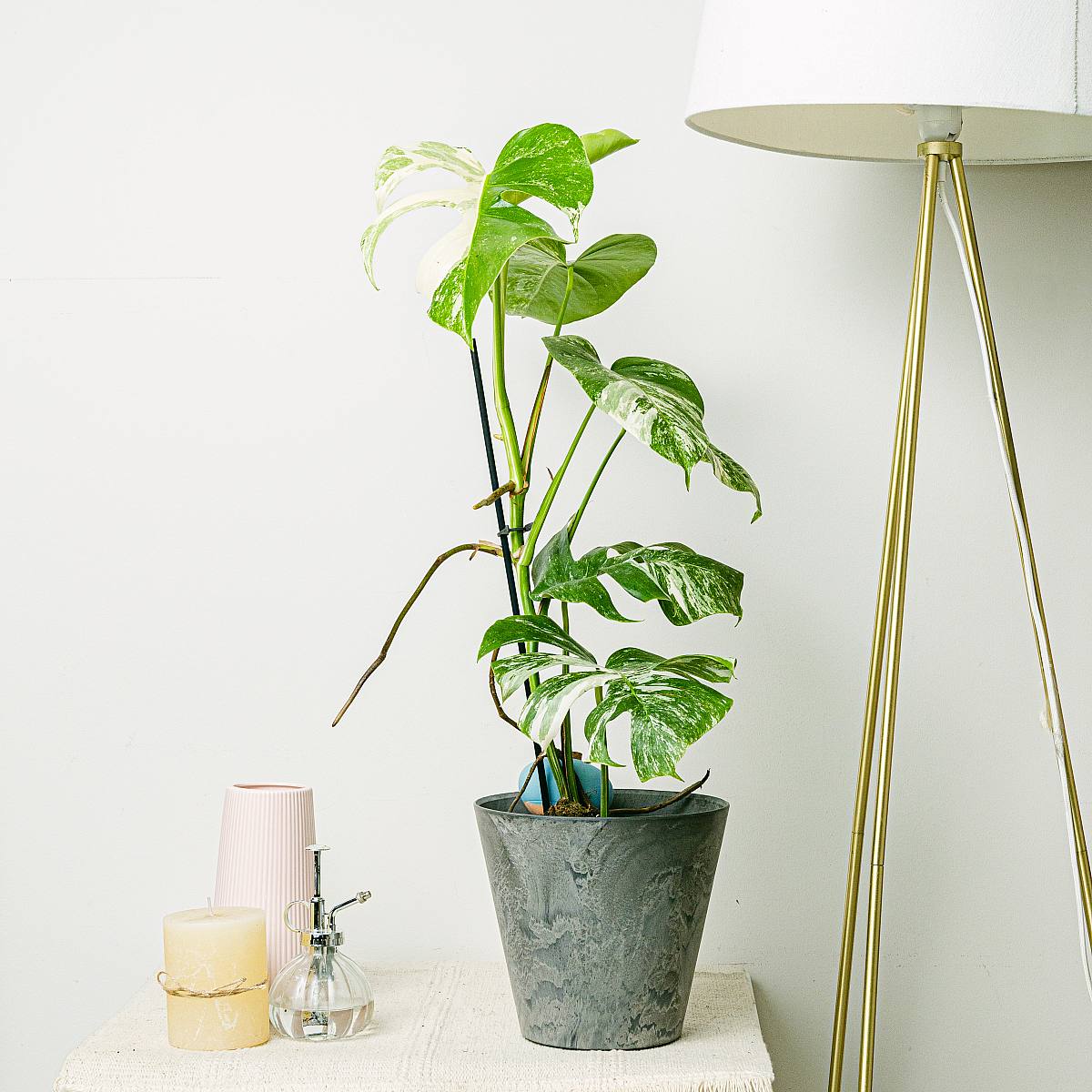 Monstera Variegata picture 2