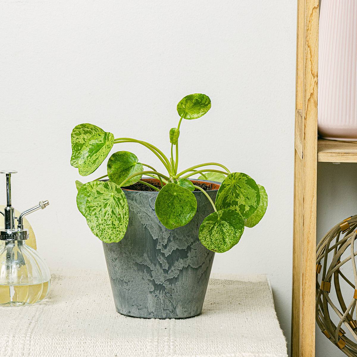 Pilea Mojito picture 1