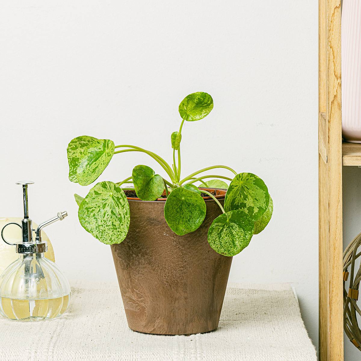 Pilea Mojito picture 2