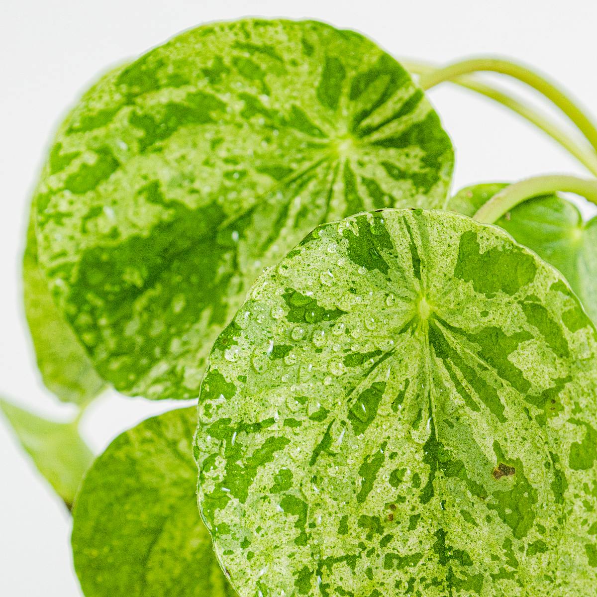 Pilea Mojito picture 3