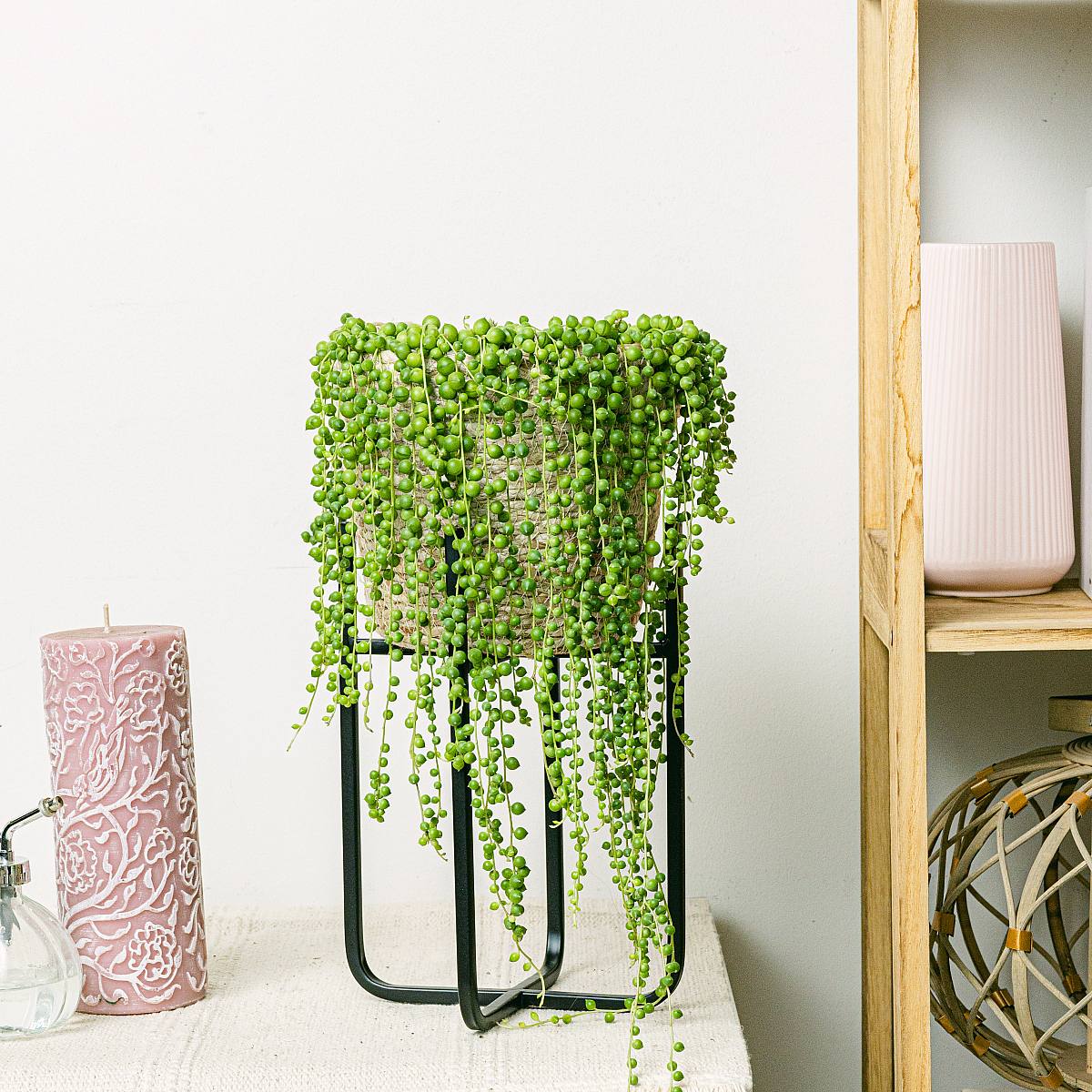 Senecio rowleyanus picture 1