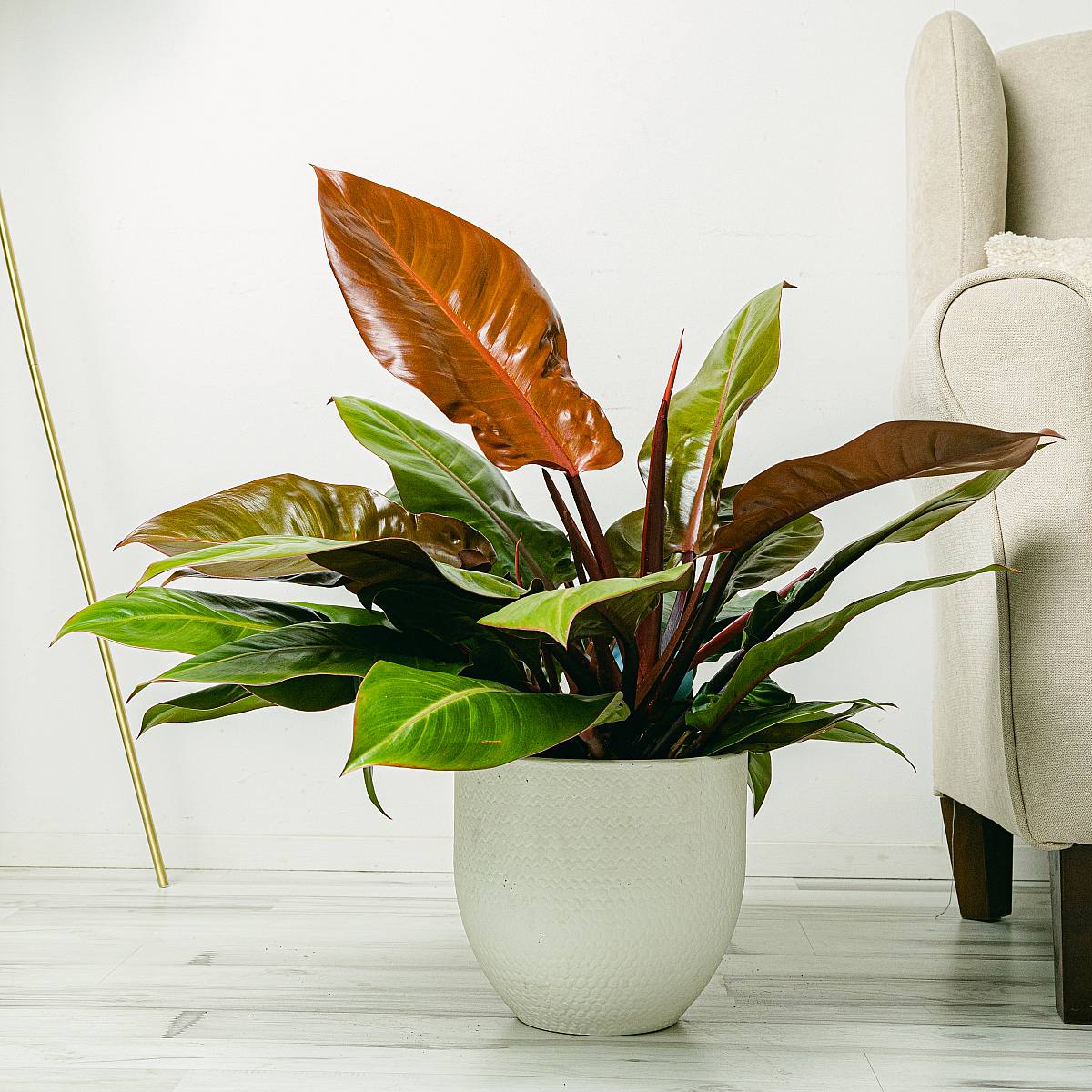 Philodendron Prince of Orange picture 0