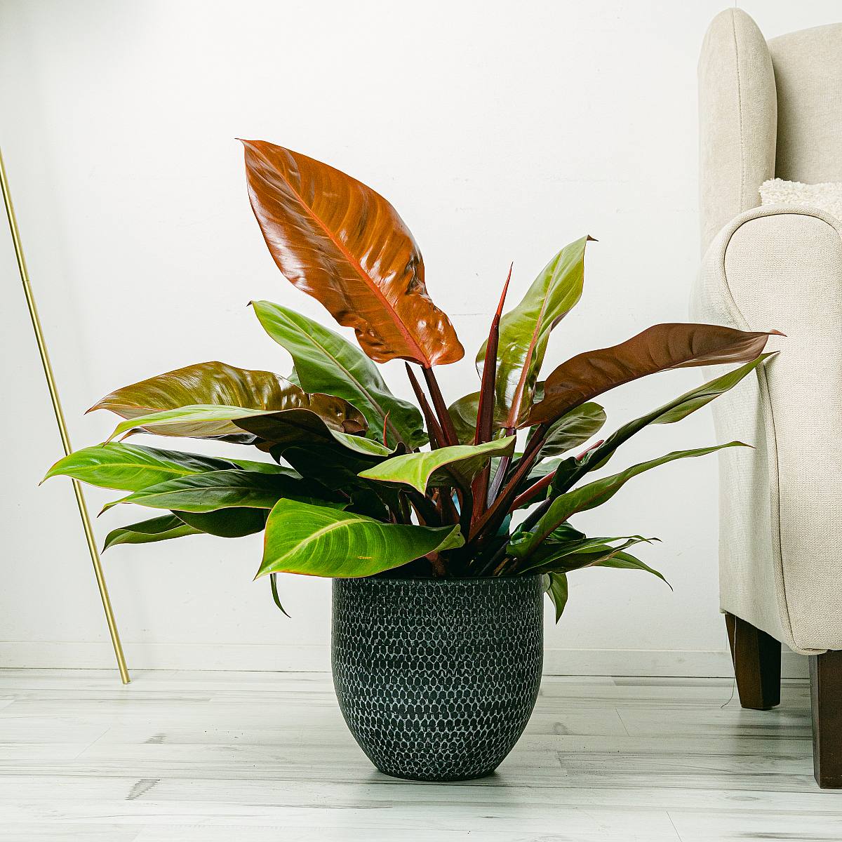 Philodendron Prince of Orange picture 1