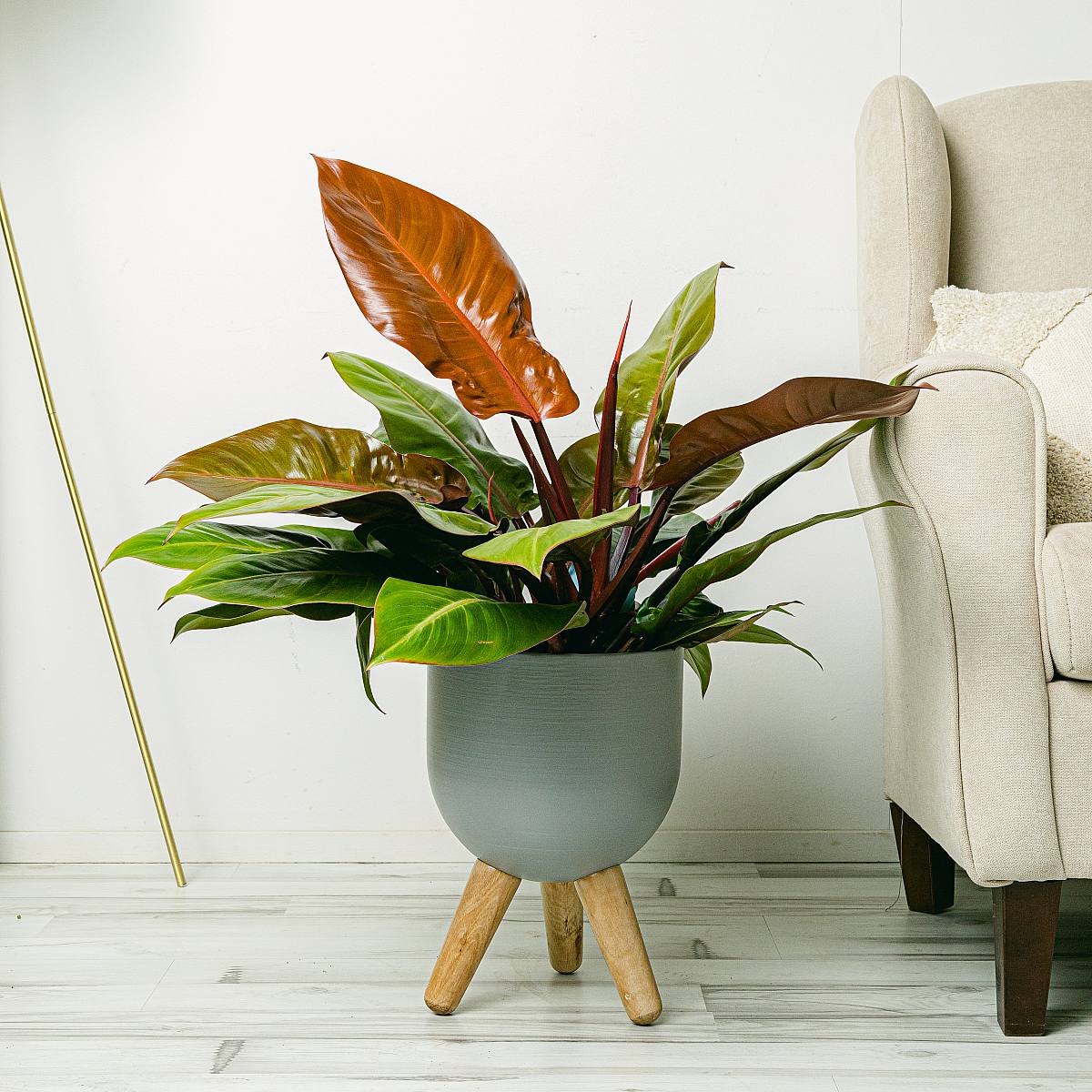 Philodendron Prince of Orange picture 2