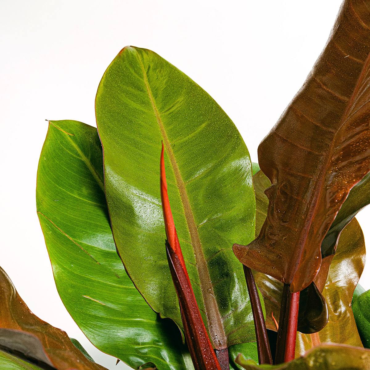 Philodendron Prince of Orange picture 3