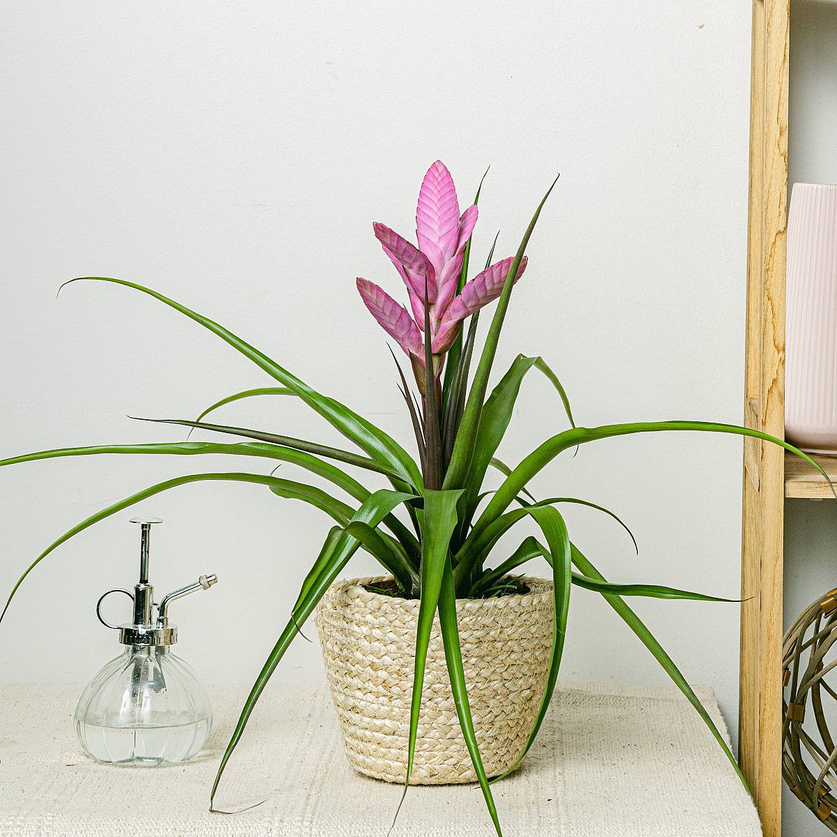 Tillandsia antonio picture 0