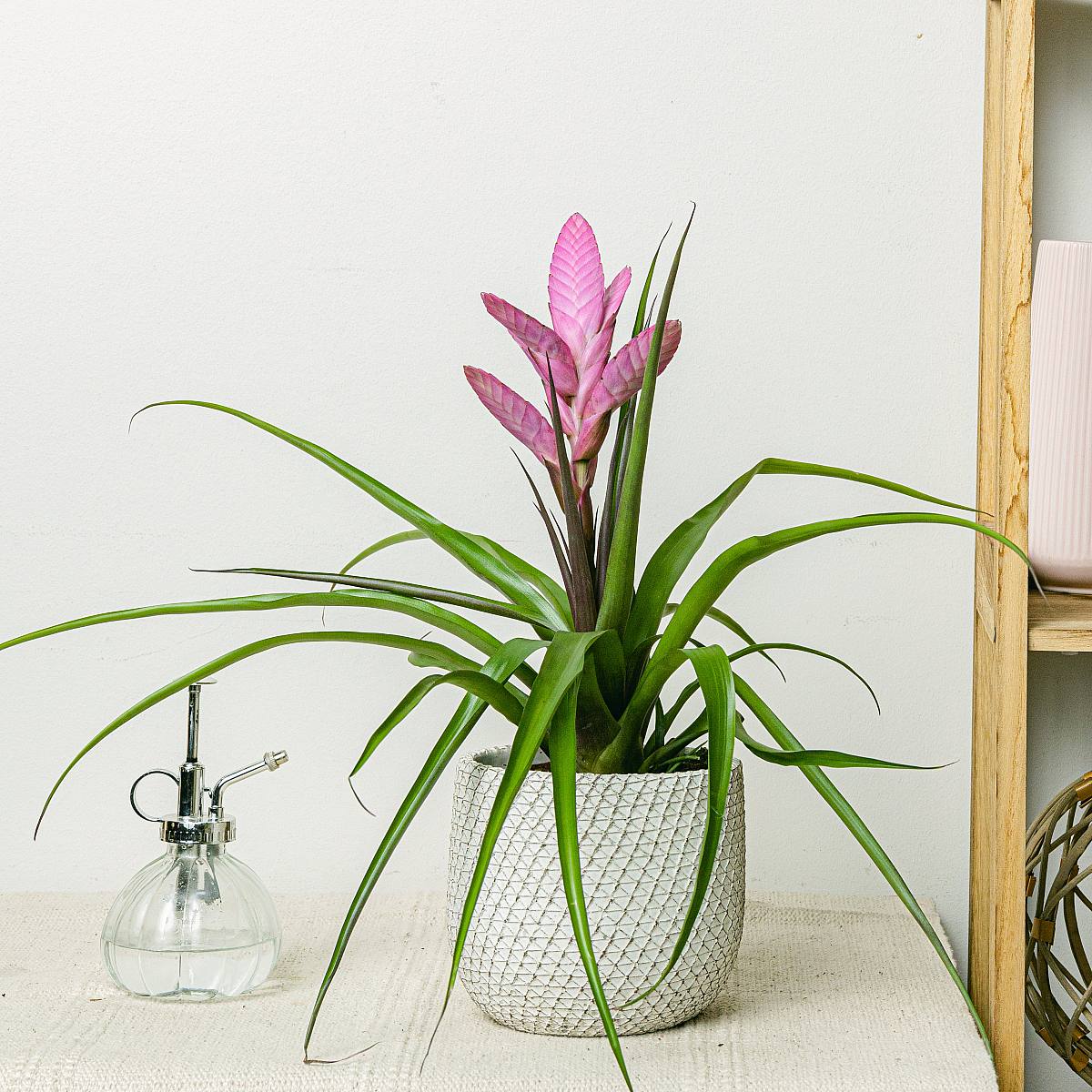 Tillandsia antonio picture 1