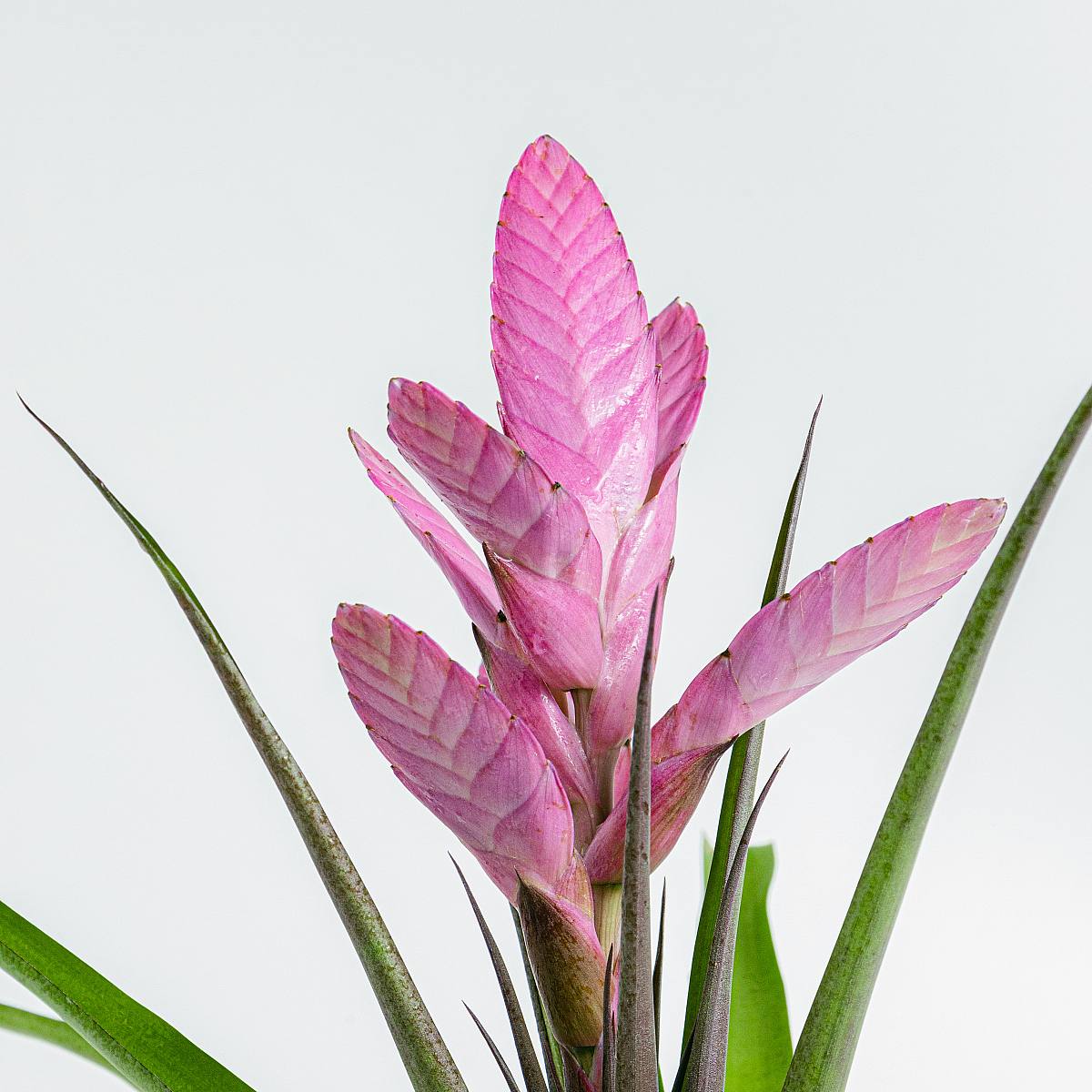 Tillandsia antonio picture 3