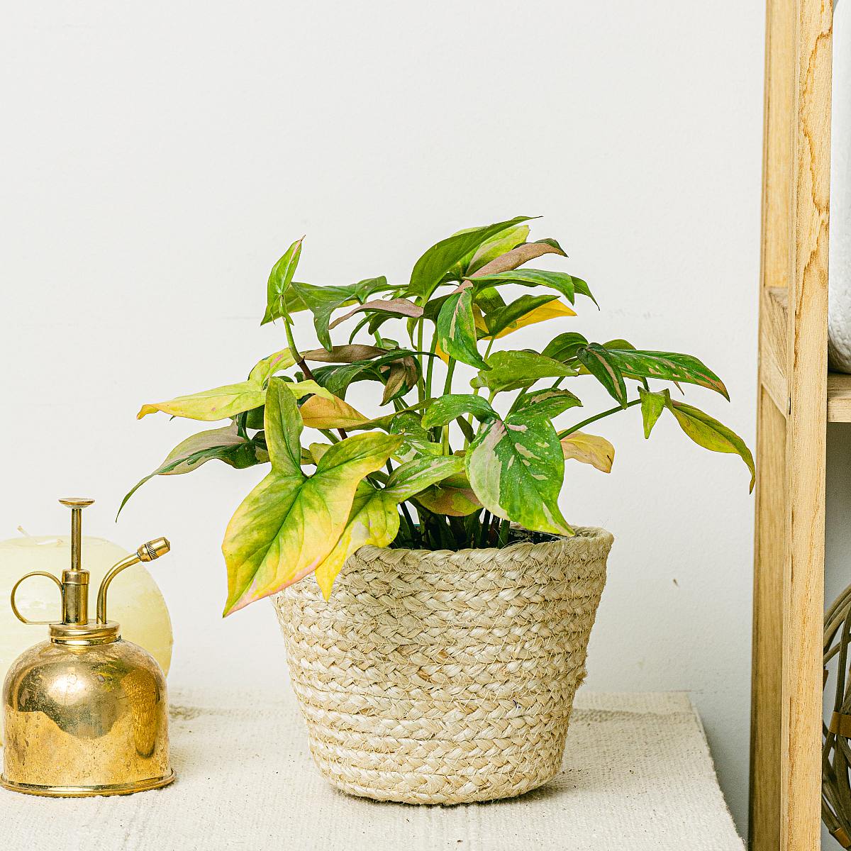 Syngonium podophyllum 'Red Spot' Syngonium podophyllum 'Red Spot' Syngonium podophyllum 'Red Spot' Syngonium podophyllum 'Red Sp picture 1