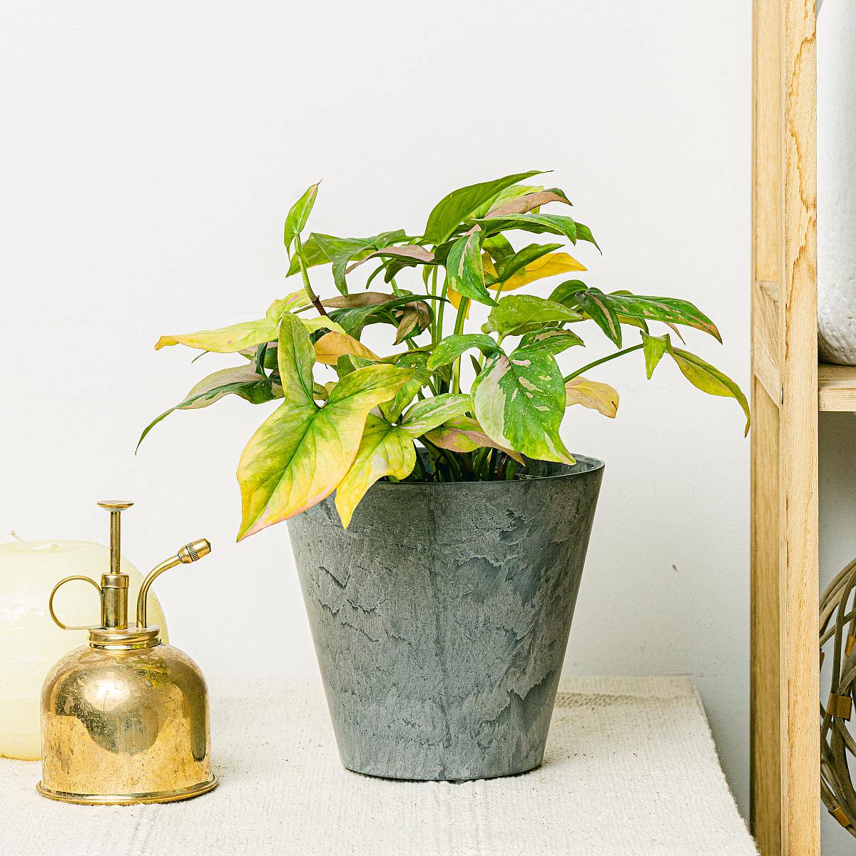 Syngonium podophyllum 'Red Spot' Syngonium podophyllum 'Red Spot' Syngonium podophyllum 'Red Spot' Syngonium podophyllum 'Red Sp picture 2