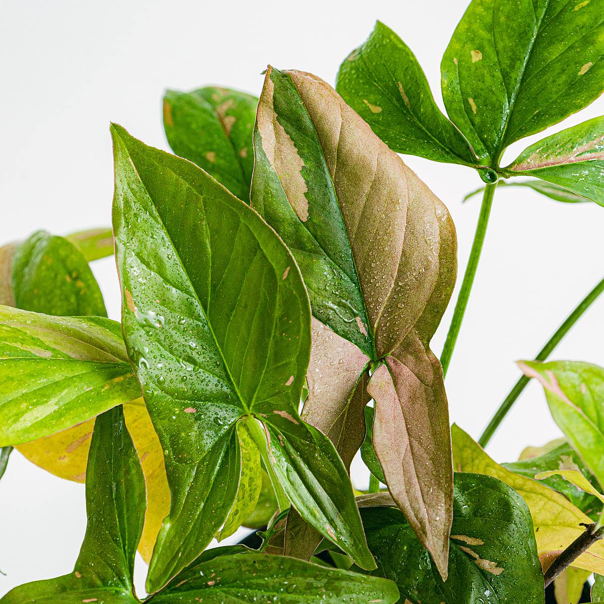 Syngonium podophyllum 'Red Spot' Syngonium podophyllum 'Red Spot' Syngonium podophyllum 'Red Spot' Syngonium podophyllum 'Red Sp picture 3
