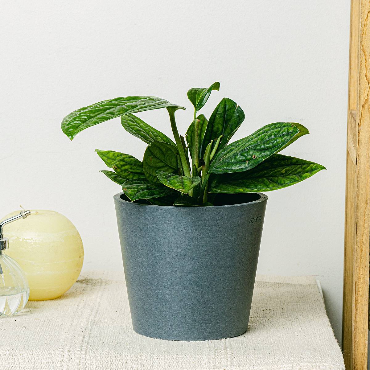 Epipremnum pinnatum picture 0