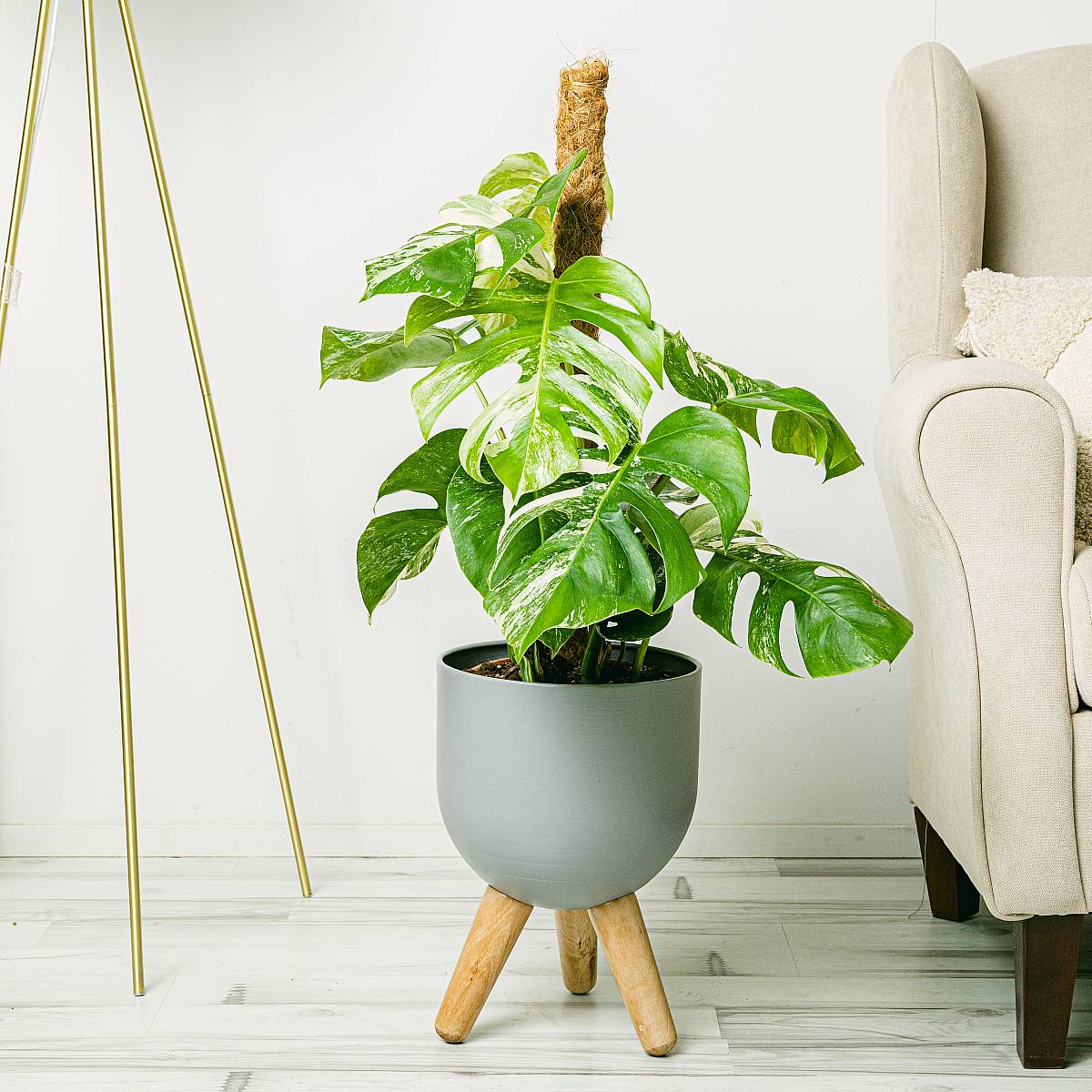 Монстера вариегатная picture 2