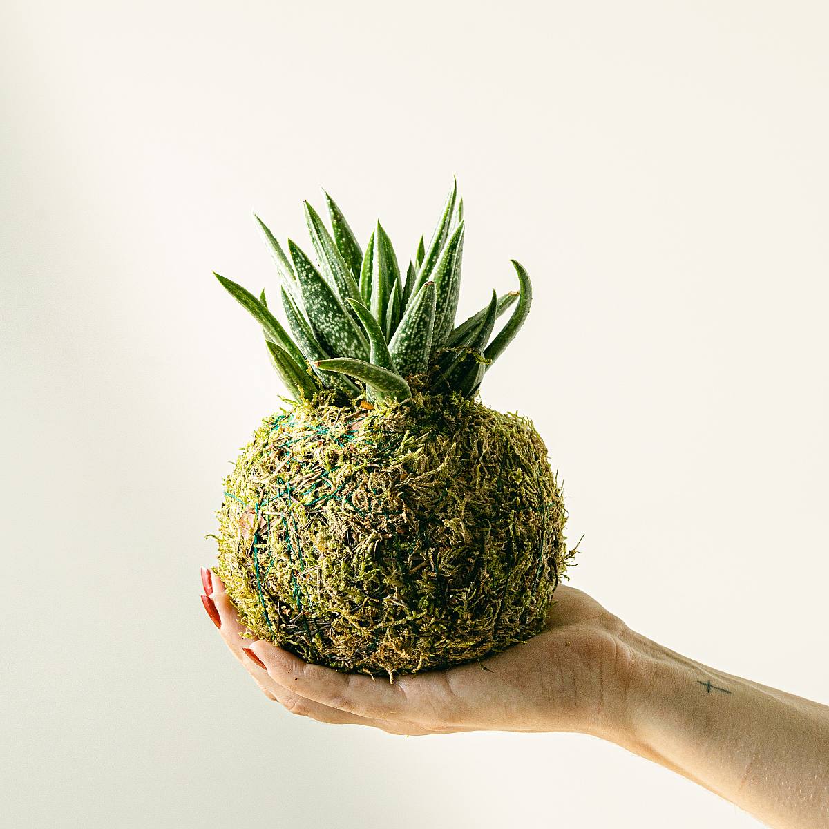 Haworthia Kokedama picture 2