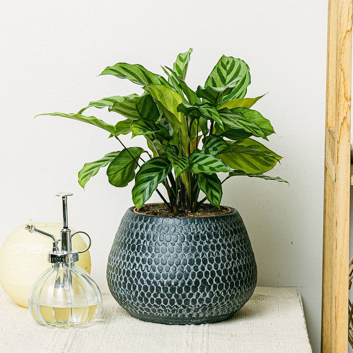 Calathea freddie picture 1