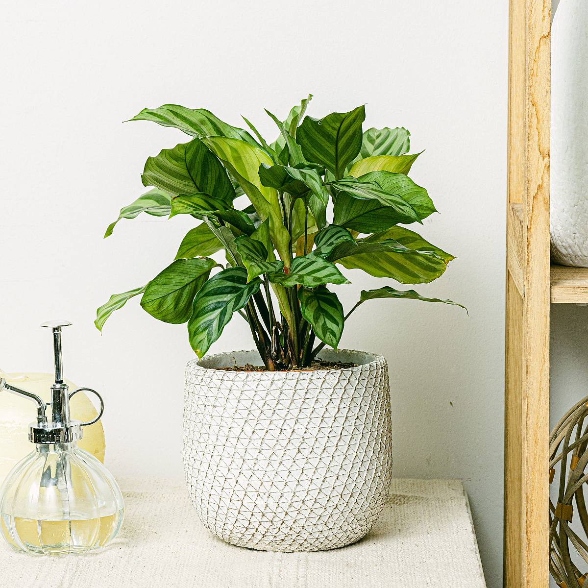 Calathea freddie picture 0