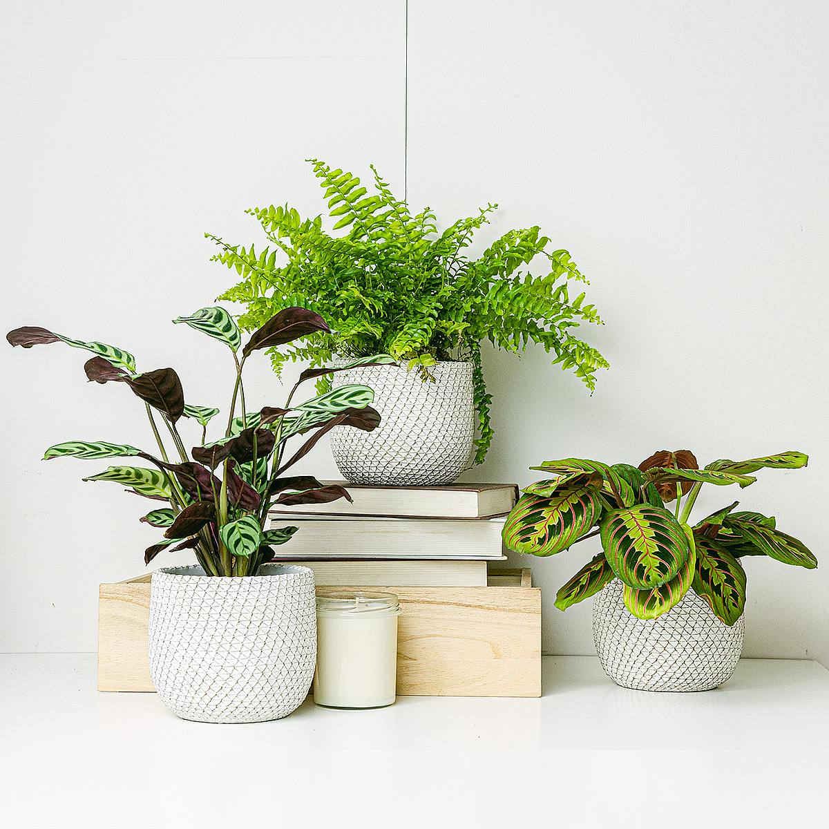 Trio rostlin: Domy s domácími zvířaty picture 1