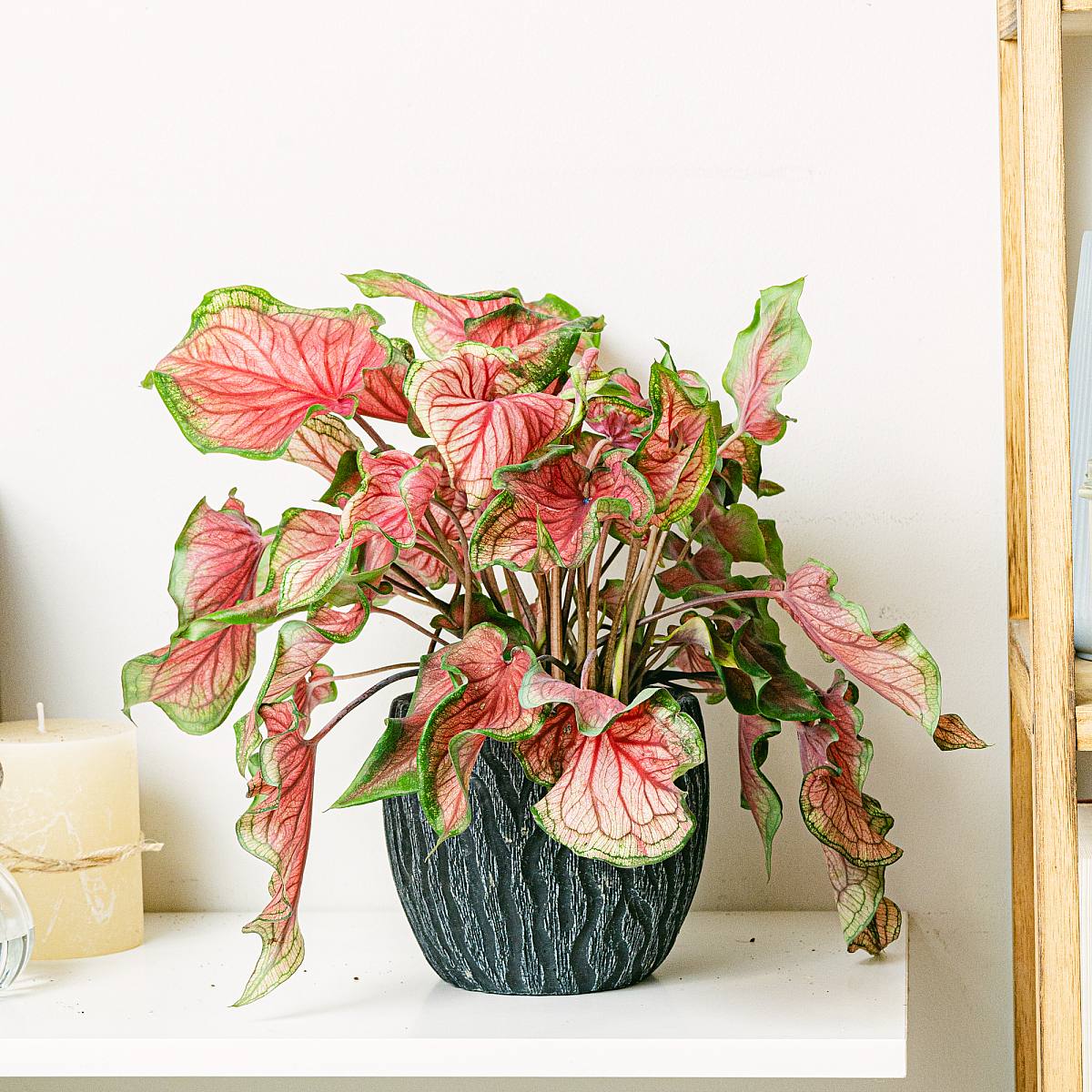 Caladium Sweathart (Červený) picture 0