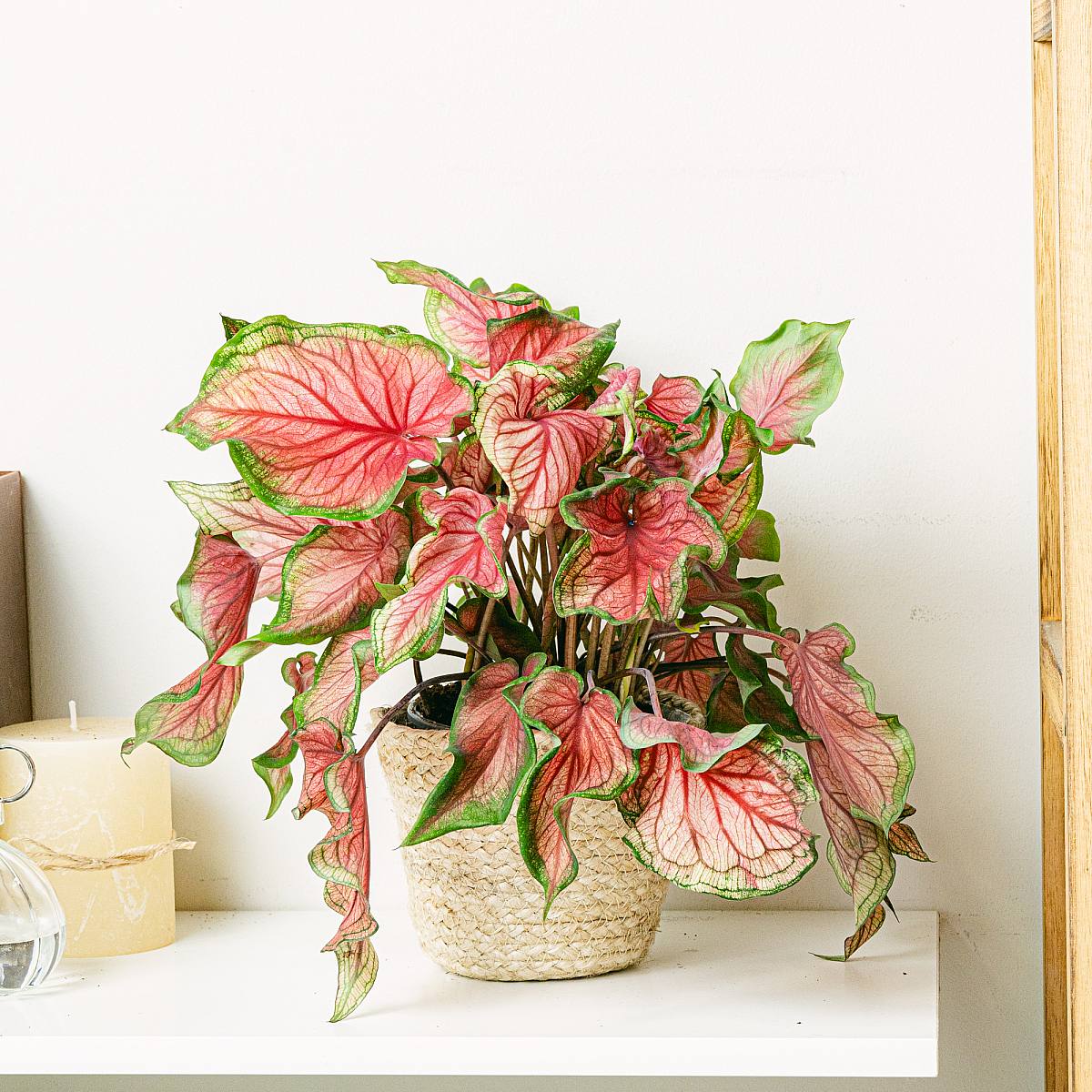 Caladium Sweathart (Červený) picture 1